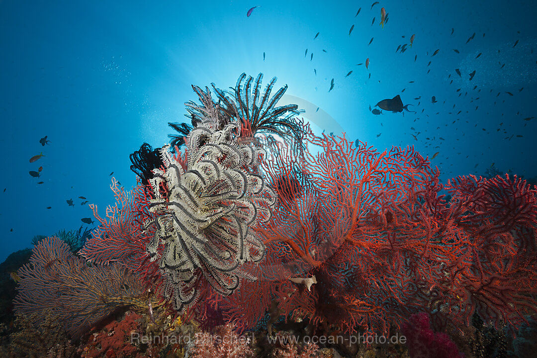 Sea Fan in Coral Reef, Melithaea sp., Marovo Lagoon, Solomon Islands