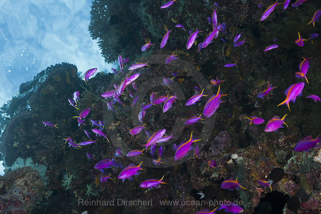 Yellowback Anthias, Pseudanthias cf tuka, Marovo Lagoon, Solomon Islands