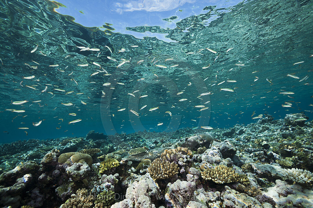 Sardine Fusilier over Reef Top, Dipteryginotus balteatus, Marovo Lagoon, Solomon Islands