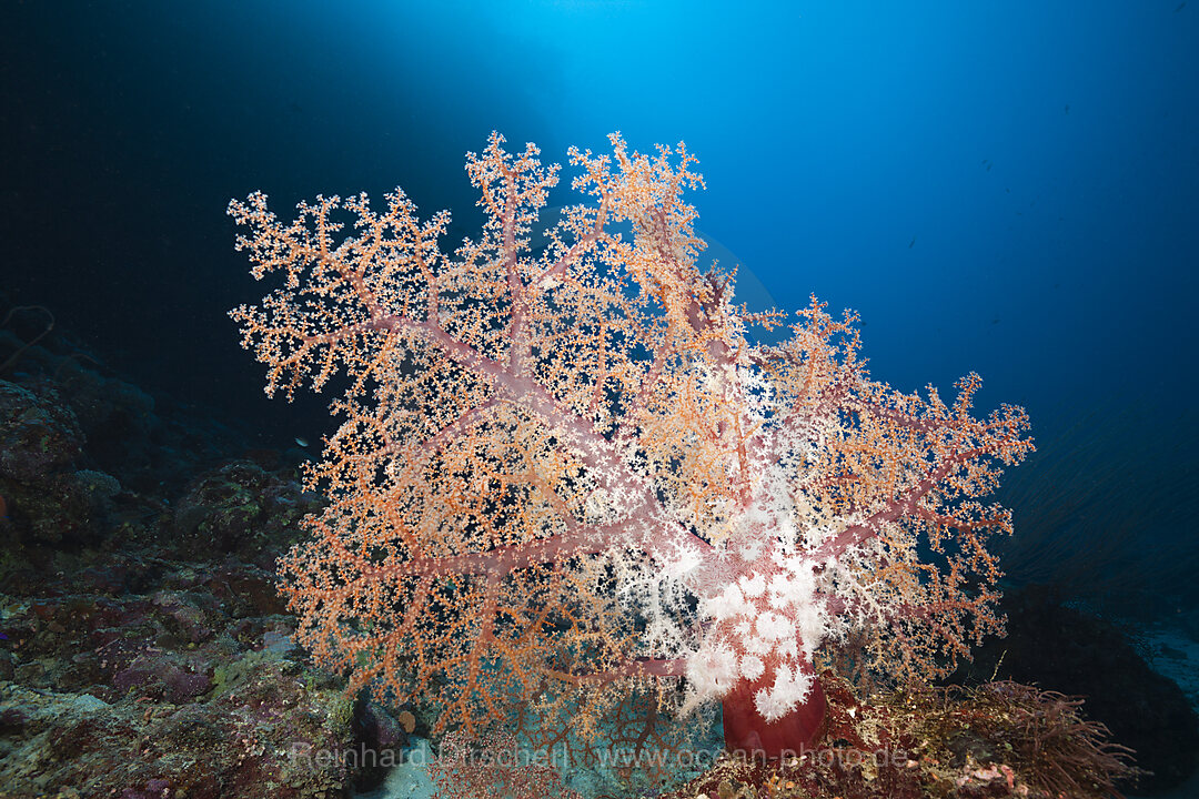 Klunzingers Soft Coral, Dendronephthya klunzingeri, Marovo Lagoon, Solomon Islands