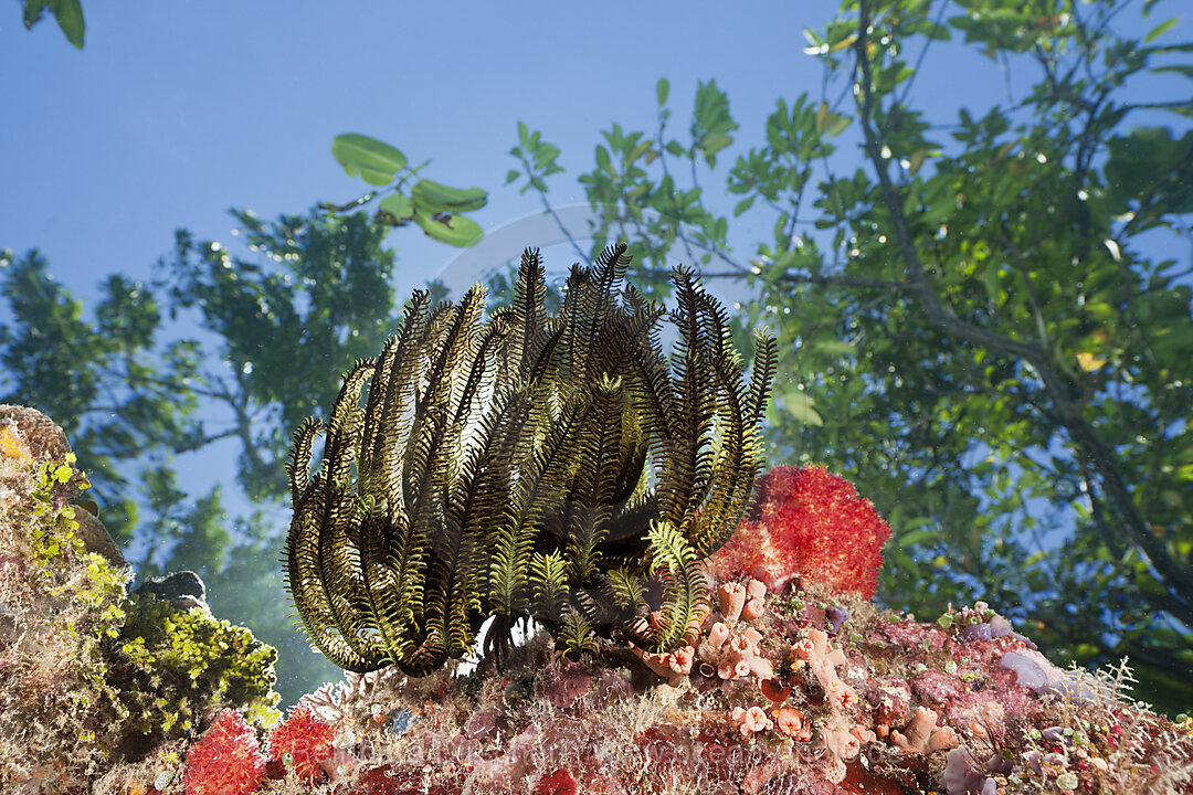 Crinoid on Reef Top, Comanthina schlegeli, Marovo Lagoon, Solomon Islands