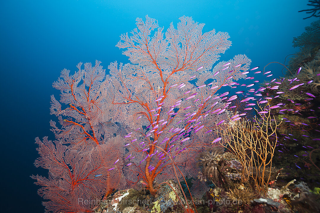 Yellowback Anthias in Coral Reef, Pseudanthias cf tuka, Marovo Lagoon, Solomon Islands