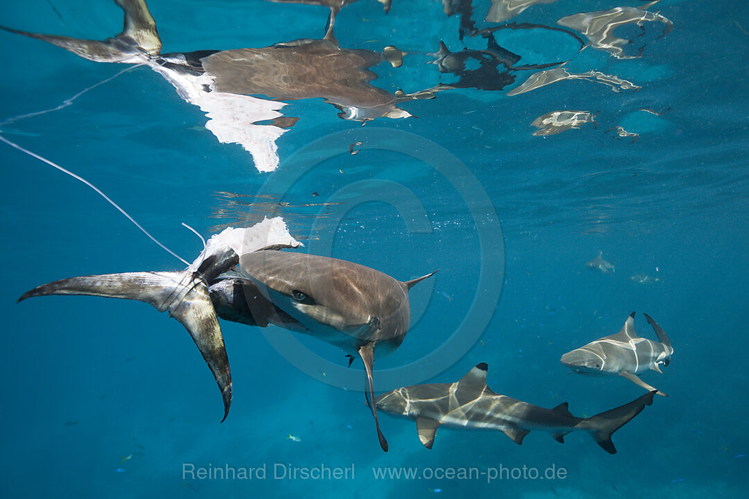 Feeding of Blacktip Reef Shark, Carcharhinus melanopterus, Marovo Lagoon, Solomon Islands