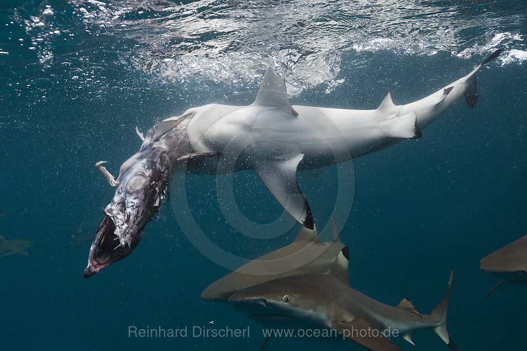 Fuetterung von Schwarzspitzen-Riffhaien, Carcharhinus melanopterus, Marovo Lagune, Salomonen