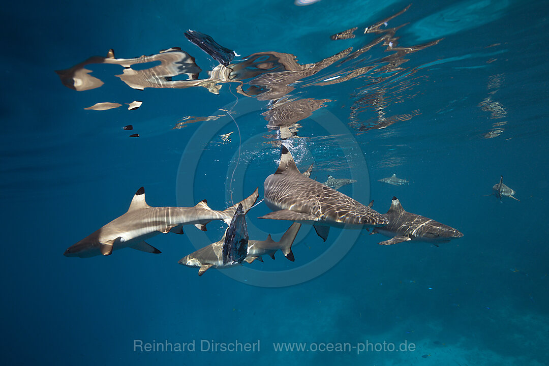 Feeding of Blacktip Reef Shark, Carcharhinus melanopterus, Marovo Lagoon, Solomon Islands
