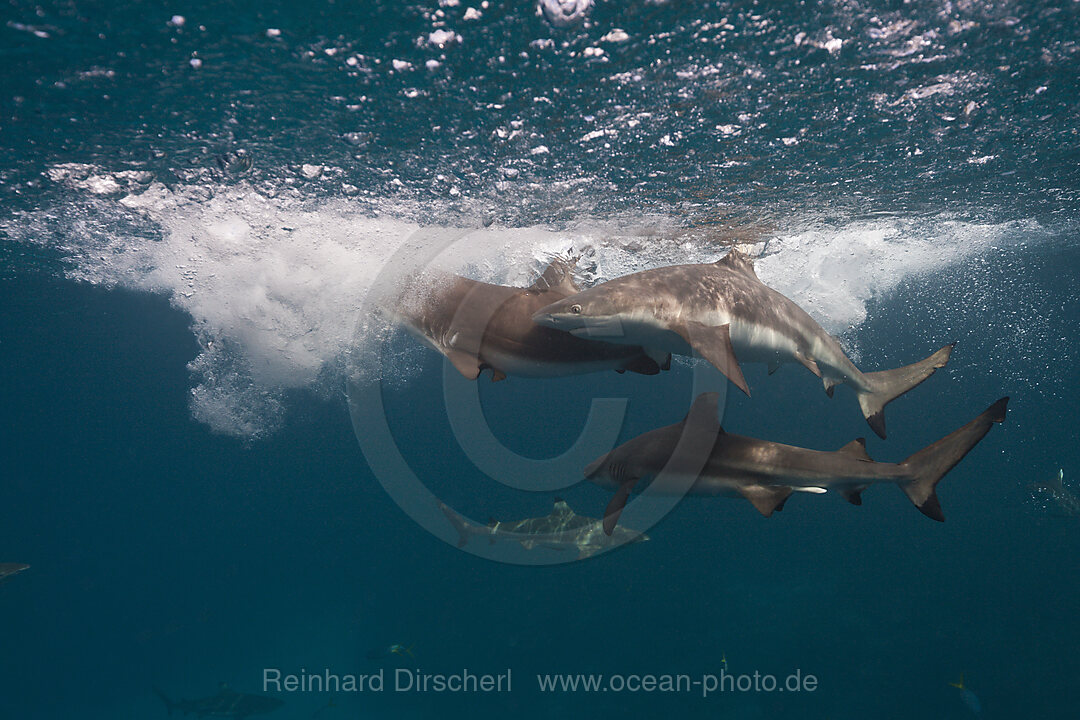 Fuetterung von Schwarzspitzen-Riffhaien, Carcharhinus melanopterus, Marovo Lagune, Salomonen