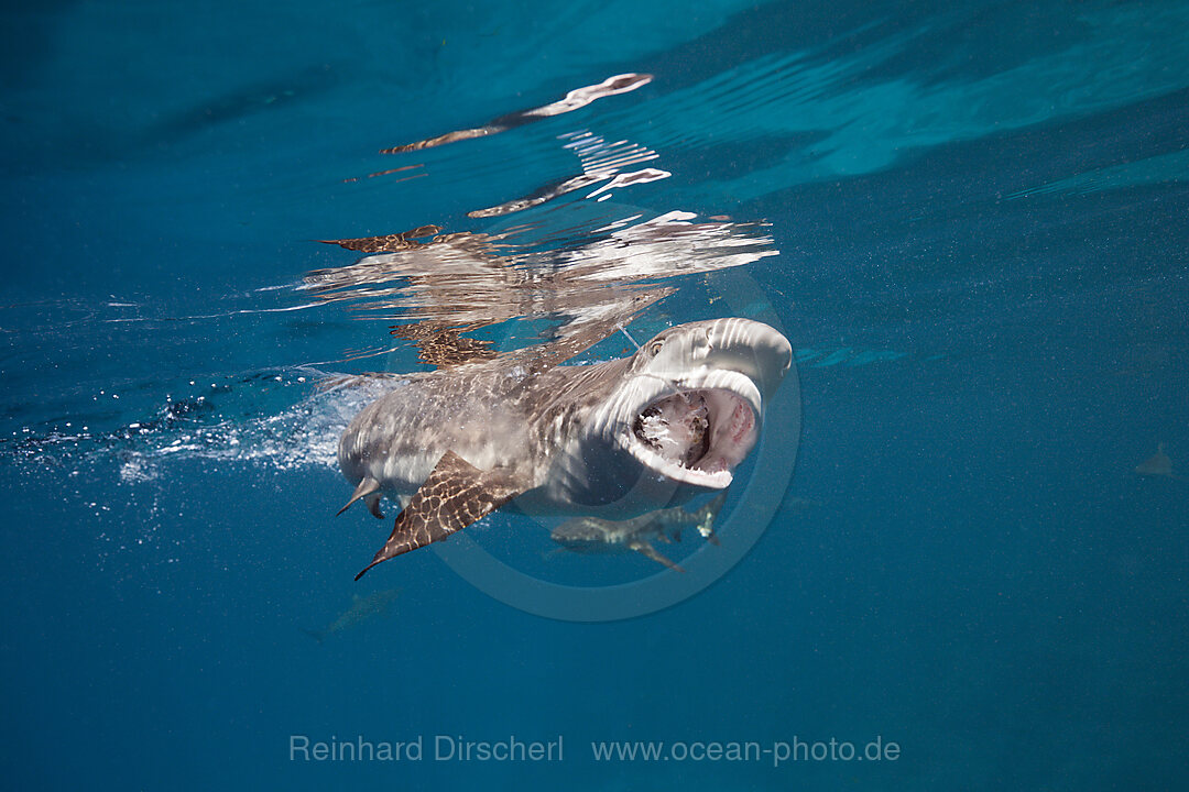 Fuetterung von Schwarzspitzen-Riffhaien, Carcharhinus melanopterus, Marovo Lagune, Salomonen