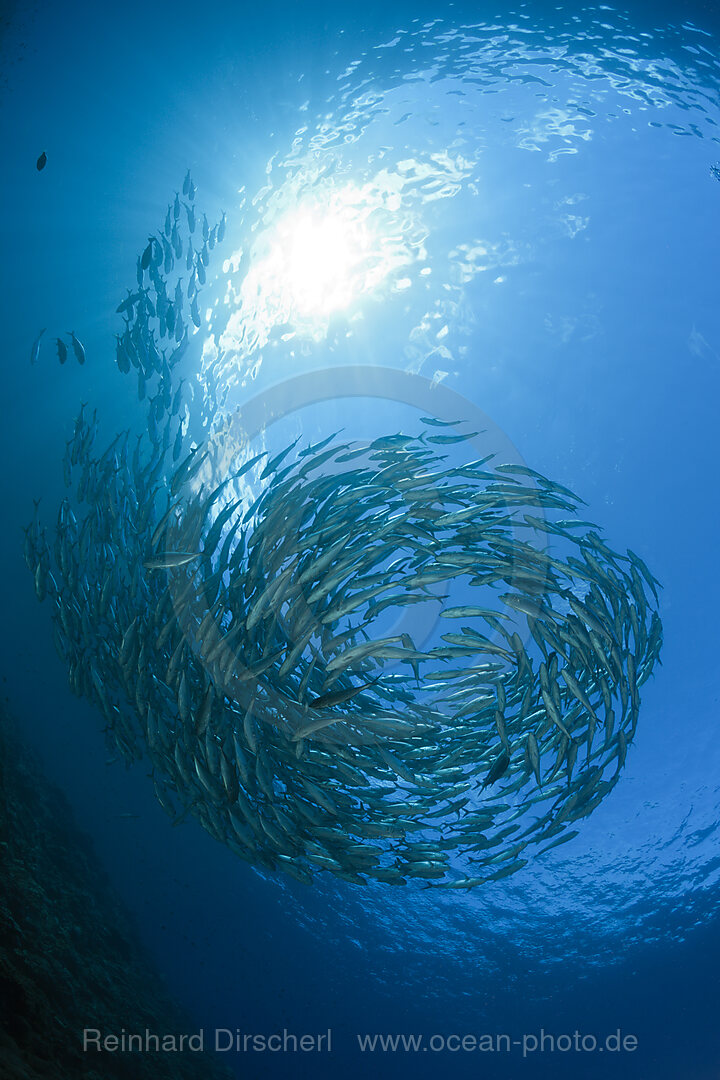 Schooling Bigeye Trevally, Caranx sexfasciatus, Mary Island, Solomon Islands