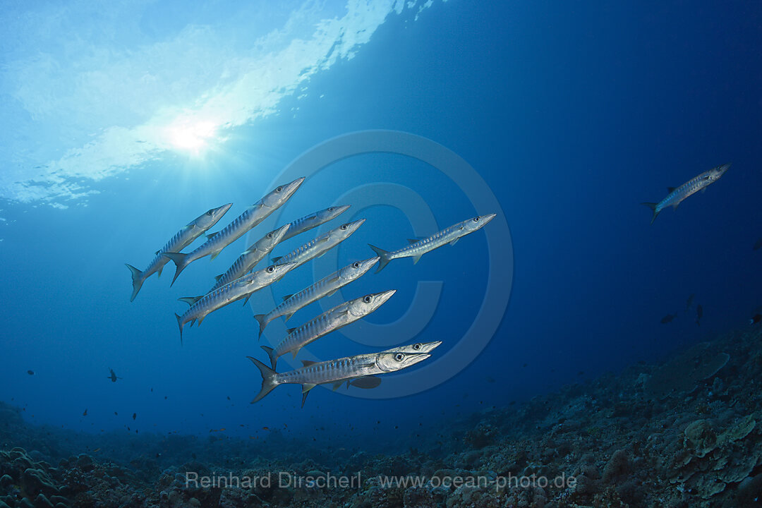 Shoal of Blackfin Barracuda, Sphyraena qenie, Mary Island, Solomon Islands