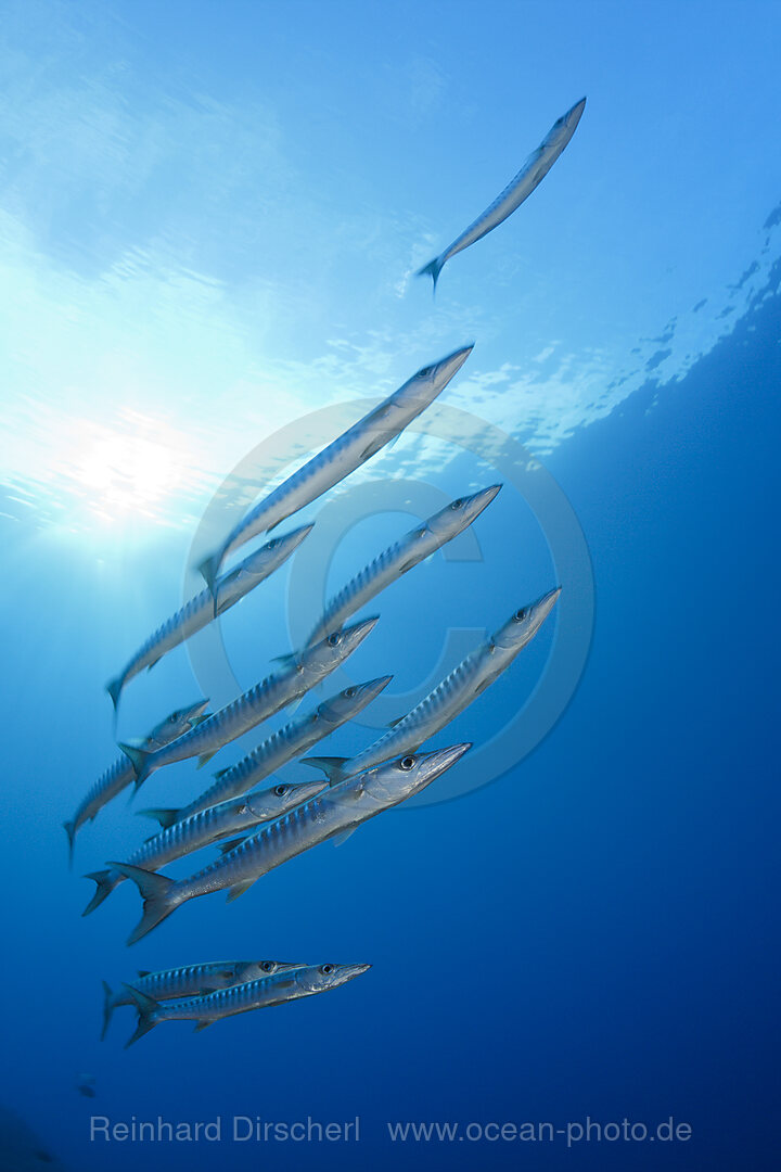 Shoal of Blackfin Barracuda, Sphyraena qenie, Mary Island, Solomon Islands
