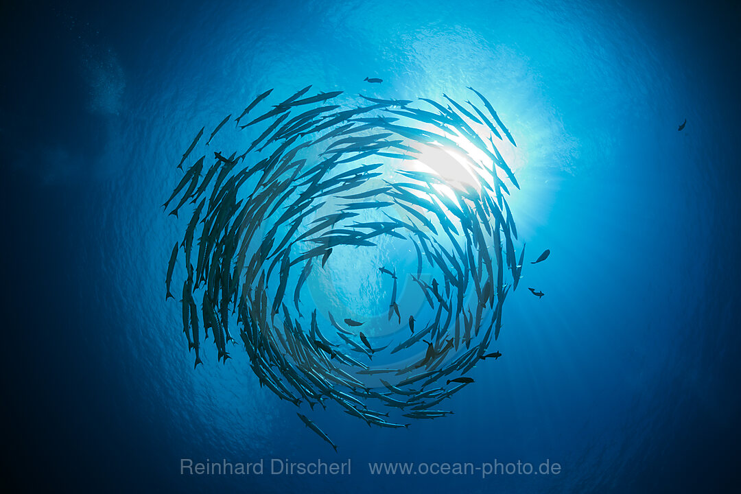 Schooling Blackfin Barracudas, Sphyraena qenie, Mary Island, Solomon Islands