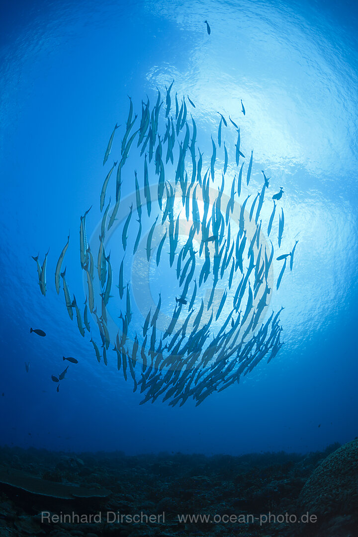 Shoal of Blackfin Barracuda, Sphyraena qenie, Mary Island, Solomon Islands