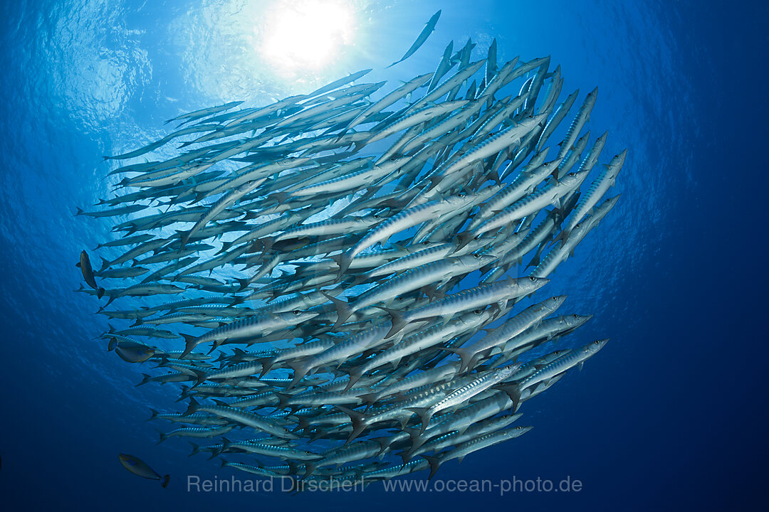 Shoal of Blackfin Barracuda, Sphyraena qenie, Mary Island, Solomon Islands