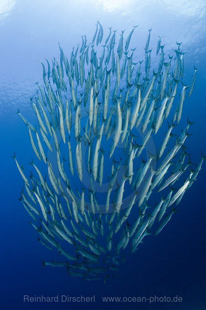 Shoal of Blackfin Barracuda, Sphyraena qenie, Mary Island, Solomon Islands