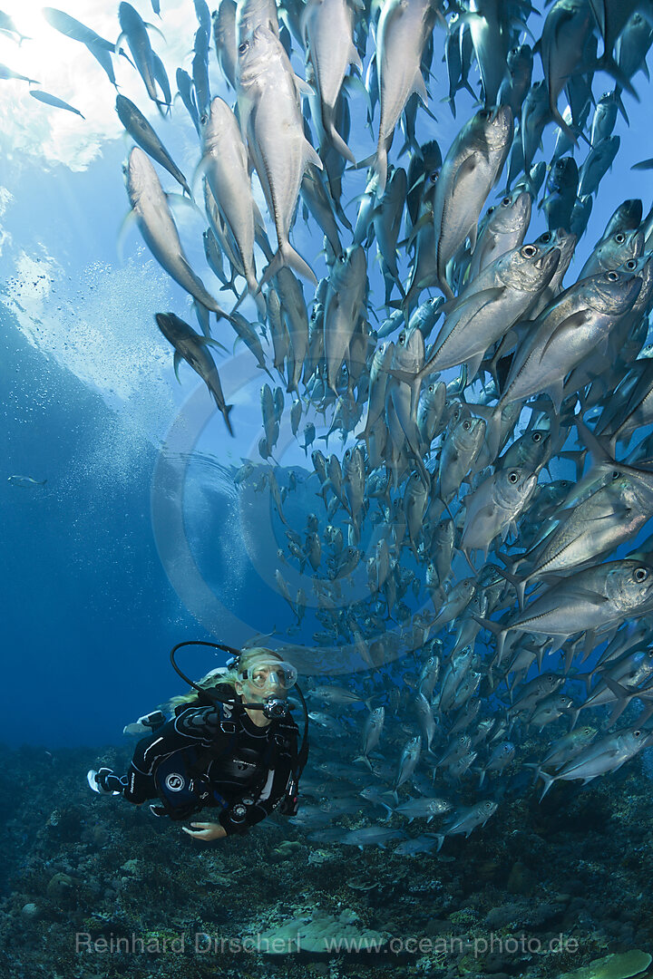 Taucher und Schwarm Großaugen-Stachelmakrelen, Caranx sexfasciatus, Mary Island, Salomonen