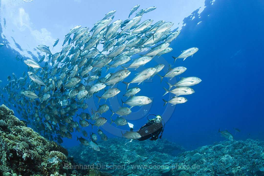 Taucher und Schwarm Groaugen-Stachelmakrelen, Caranx sexfasciatus, Mary Island, Salomonen