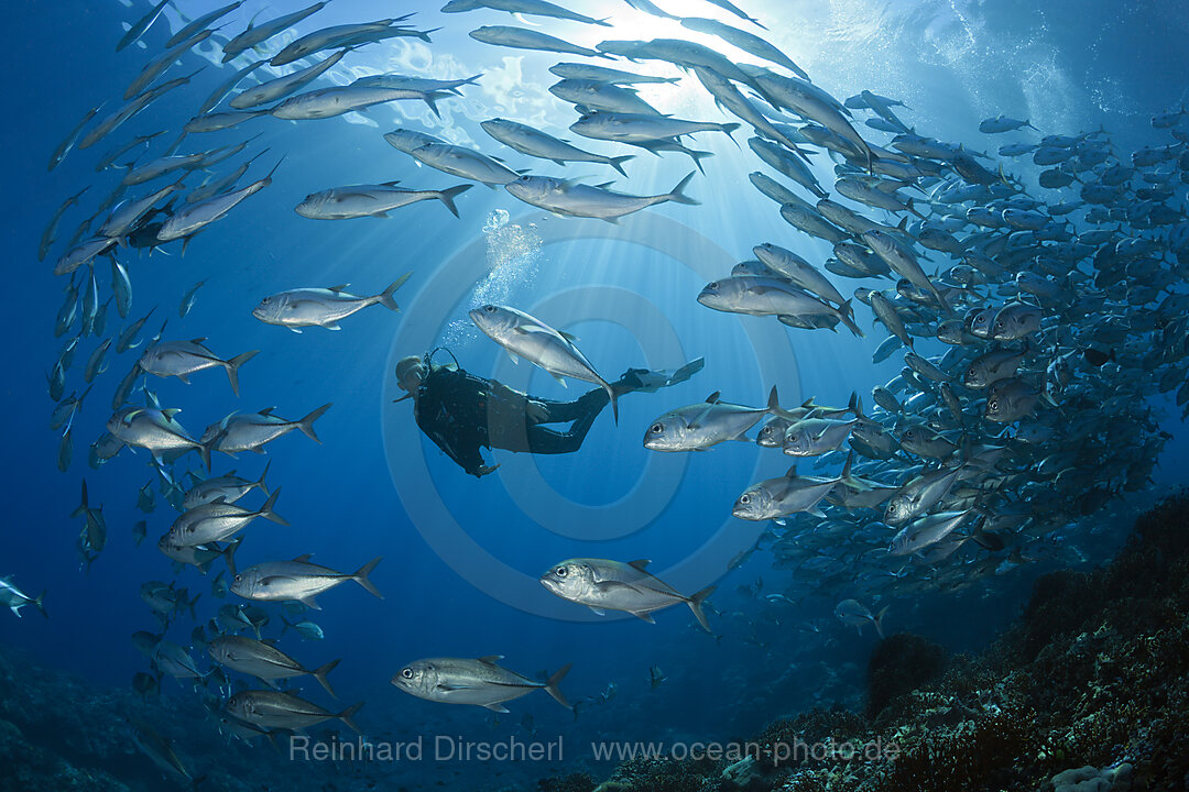 Taucher und Schwarm Groaugen-Stachelmakrelen, Caranx sexfasciatus, Mary Island, Salomonen