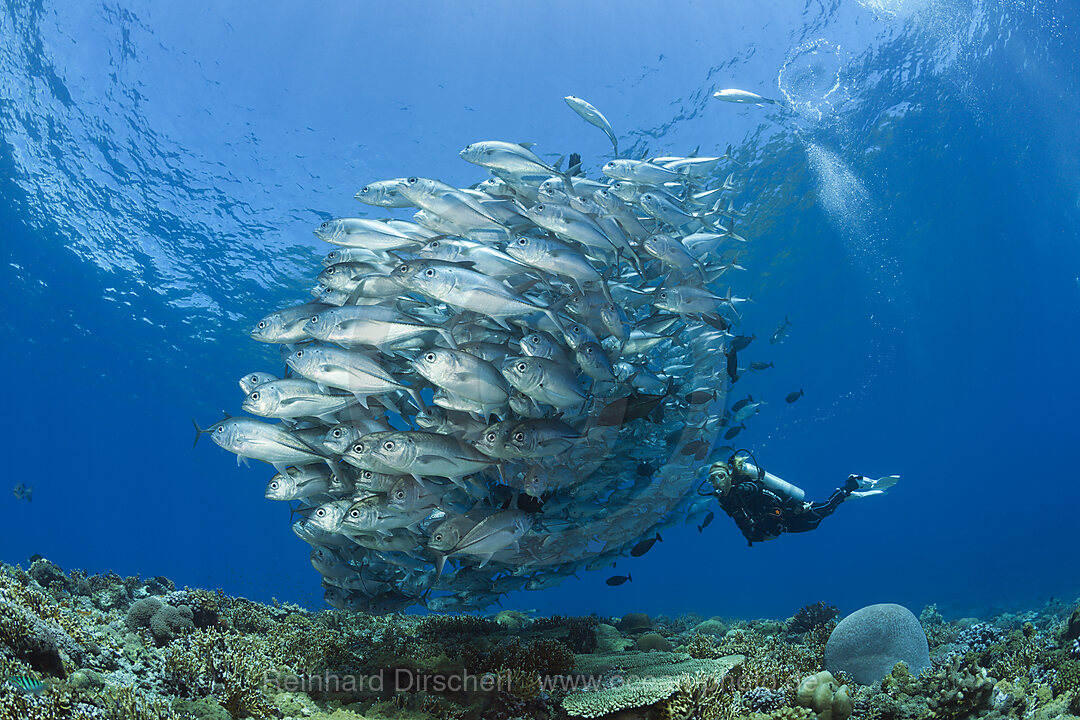 Taucher und Schwarm Groaugen-Stachelmakrelen, Caranx sexfasciatus, Mary Island, Salomonen