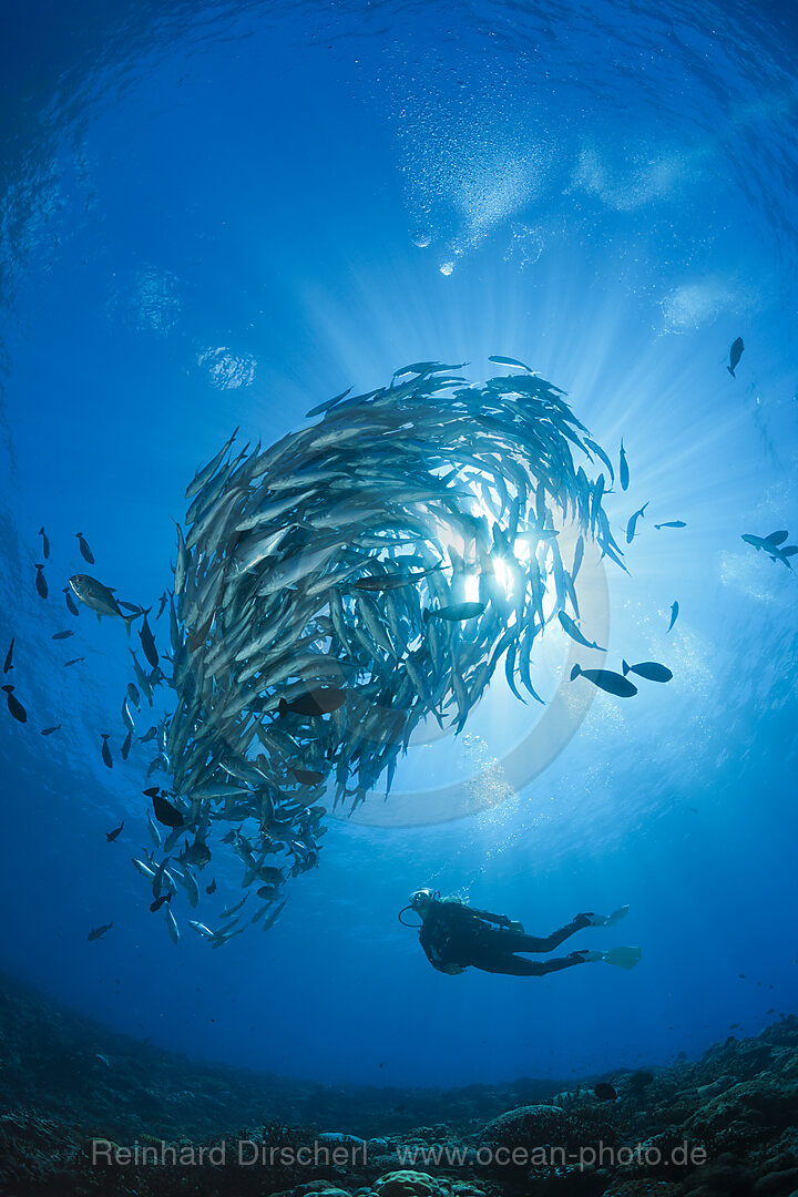 Taucher und Schwarm Groaugen-Stachelmakrelen, Caranx sexfasciatus, Mary Island, Salomonen