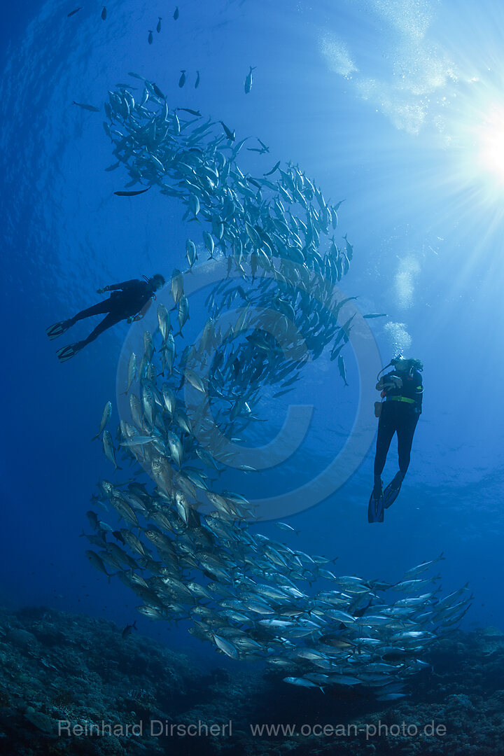 Taucher und Schwarm Groaugen-Stachelmakrelen, Caranx sexfasciatus, Mary Island, Salomonen