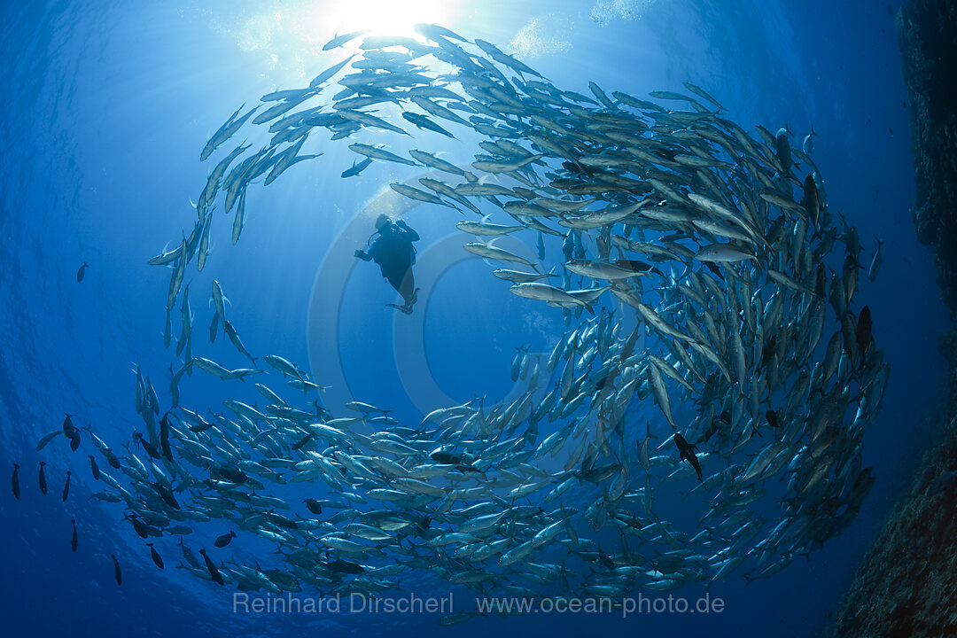 Taucher und Schwarm Groaugen-Stachelmakrelen, Caranx sexfasciatus, Mary Island, Salomonen