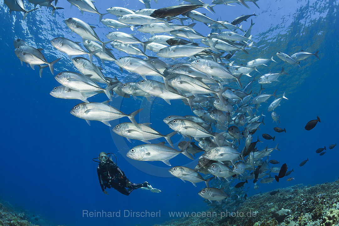 Taucher und Schwarm Groaugen-Stachelmakrelen, Caranx sexfasciatus, Mary Island, Salomonen