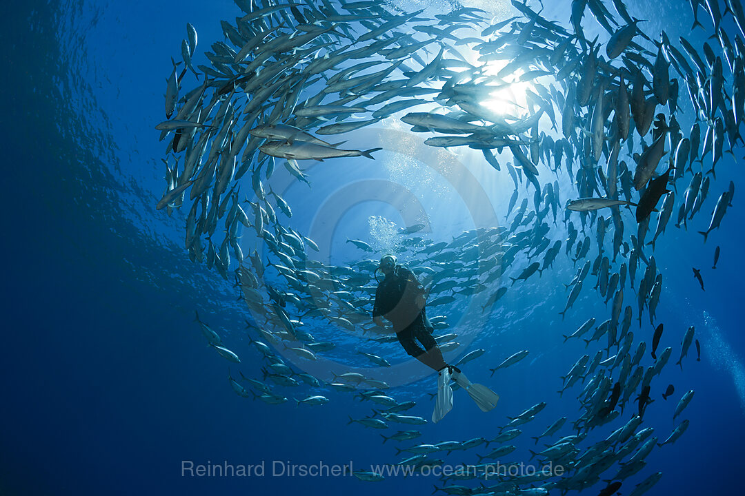 Taucher und Schwarm Groaugen-Stachelmakrelen, Caranx sexfasciatus, Mary Island, Salomonen