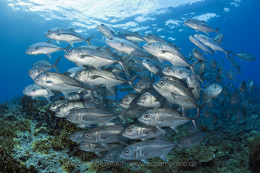 Schwarm Groaugen-Stachelmakrelen, Caranx sexfasciatus, Mary Island, Salomonen