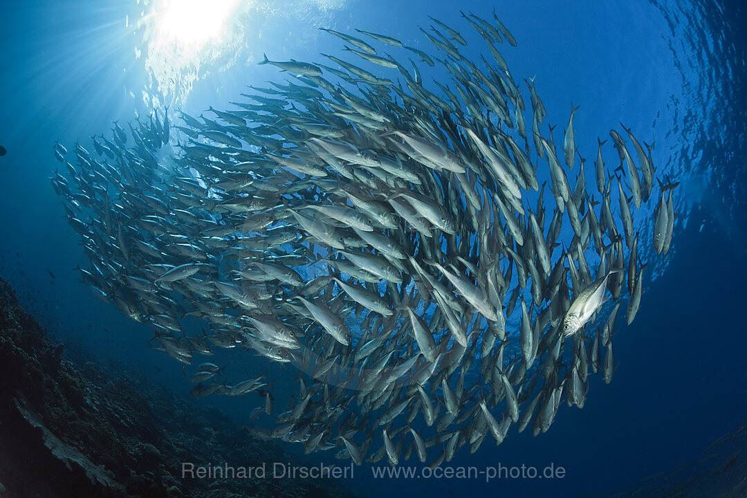 Schooling Bigeye Trevally, Caranx sexfasciatus, Mary Island, Solomon Islands