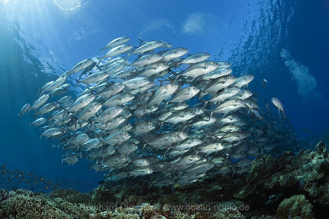 Shoal of Bigeye Trevally, Caranx sexfasciatus, Mary Island, Solomon Islands