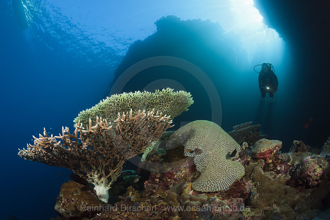 Scuba Diver over Coral Reef, Russell Islands, Solomon Islands