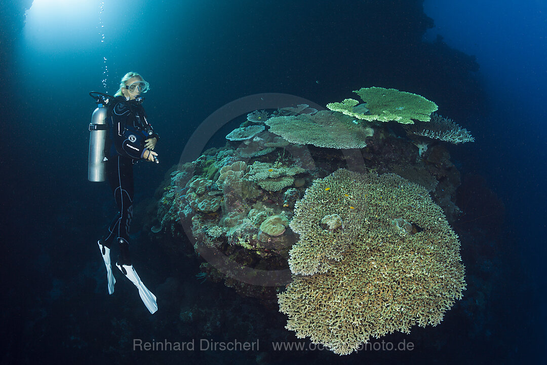 Scuba Diver over Coral Reef, Russell Islands, Solomon Islands