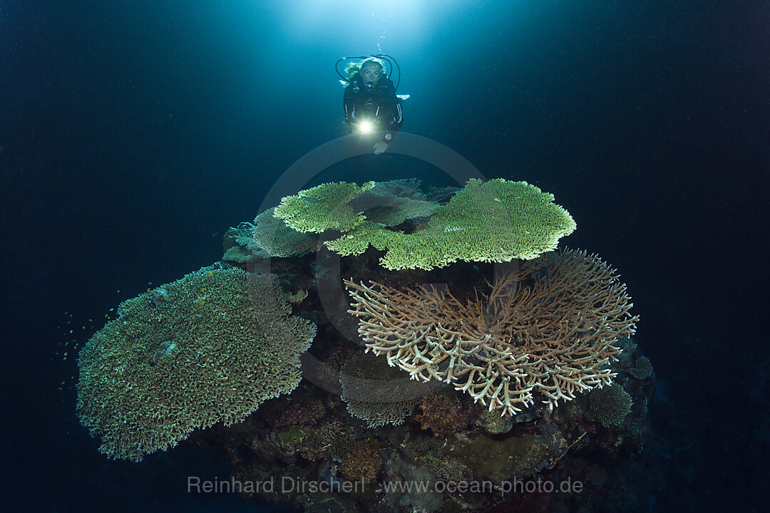 Scuba Diver over Coral Reef, Russell Islands, Solomon Islands