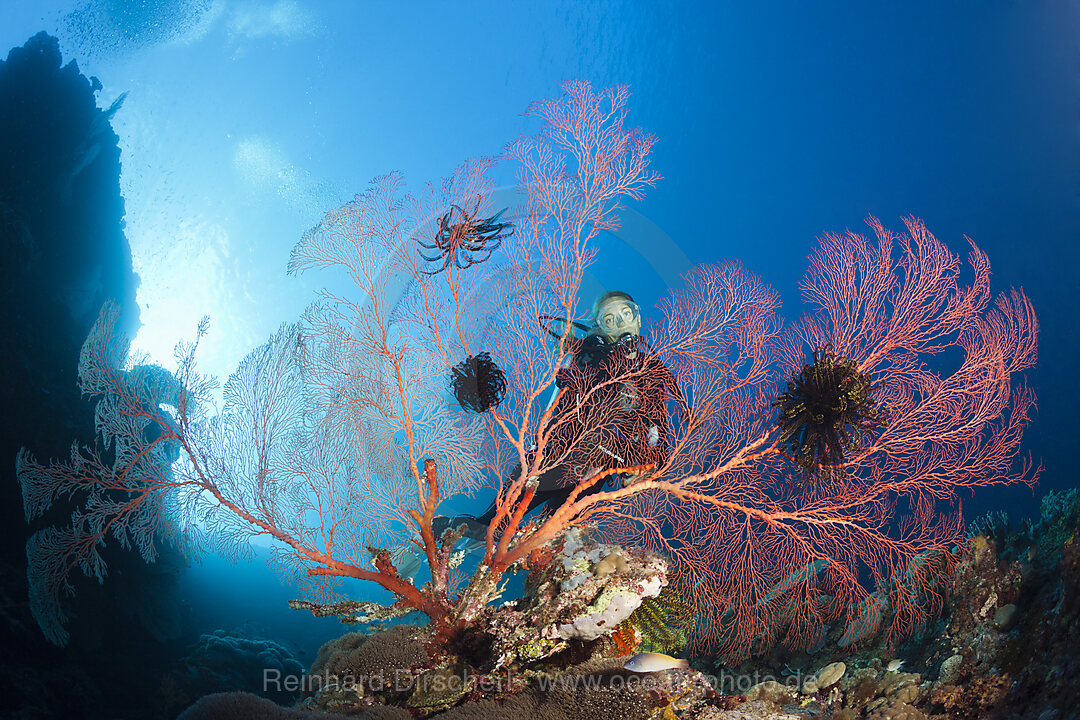 Scuba Diver over Coral Reef, Russell Islands, Solomon Islands