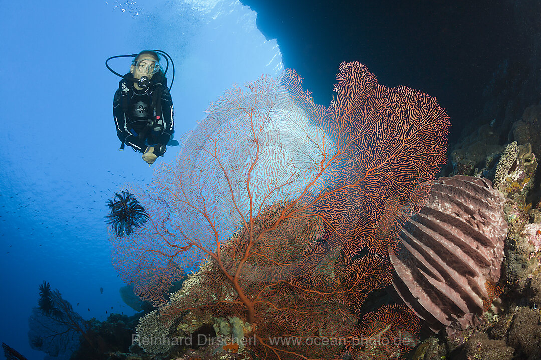 Scuba Diver over Coral Reef, Russell Islands, Solomon Islands