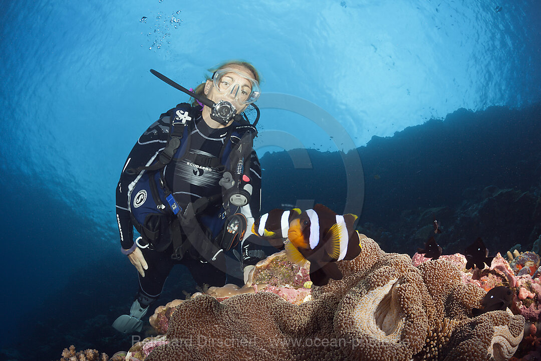 Taucher und Paar Clarks Anemonenfische, Amphiprion clarkii, Russell-Inseln, Salomonen