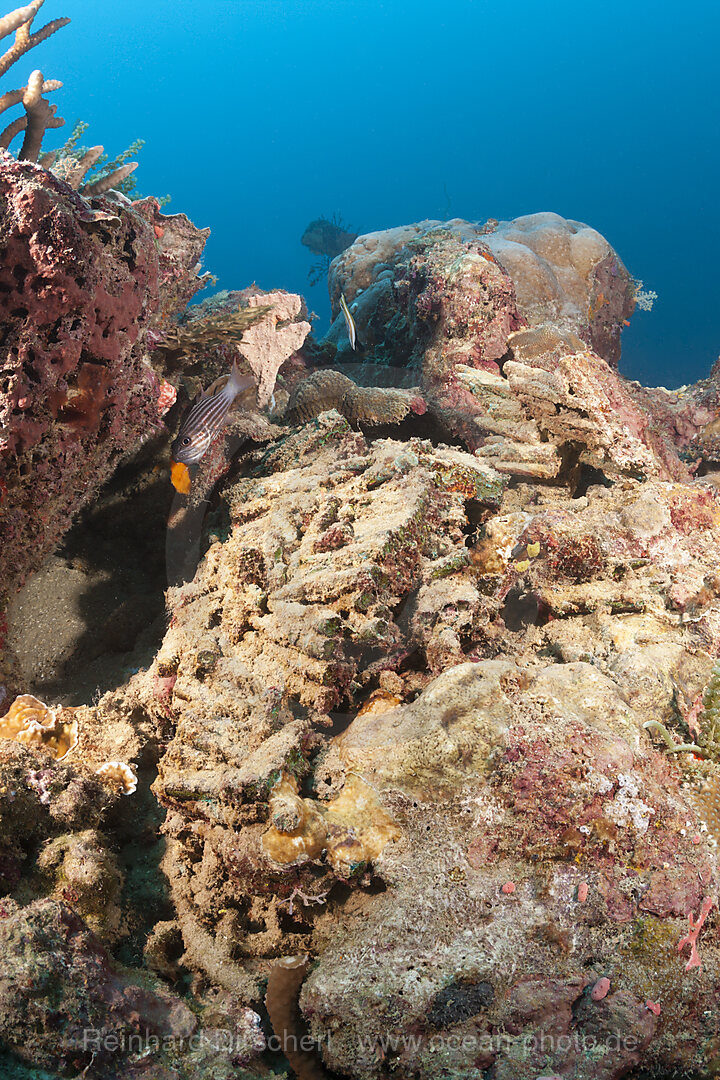Munition of White Beach Truck Wrecks, Russell Islands, Solomon Islands