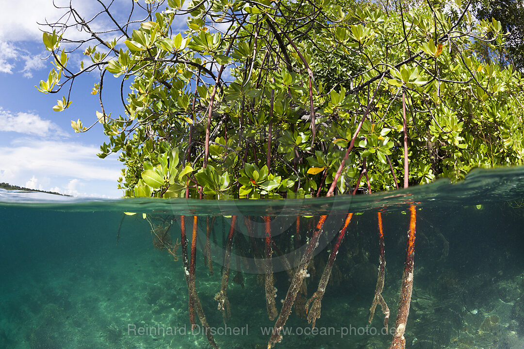 Stilt Roots of Mangrove Tree, Rhizophora sp., Russell Islands, Solomon Islands