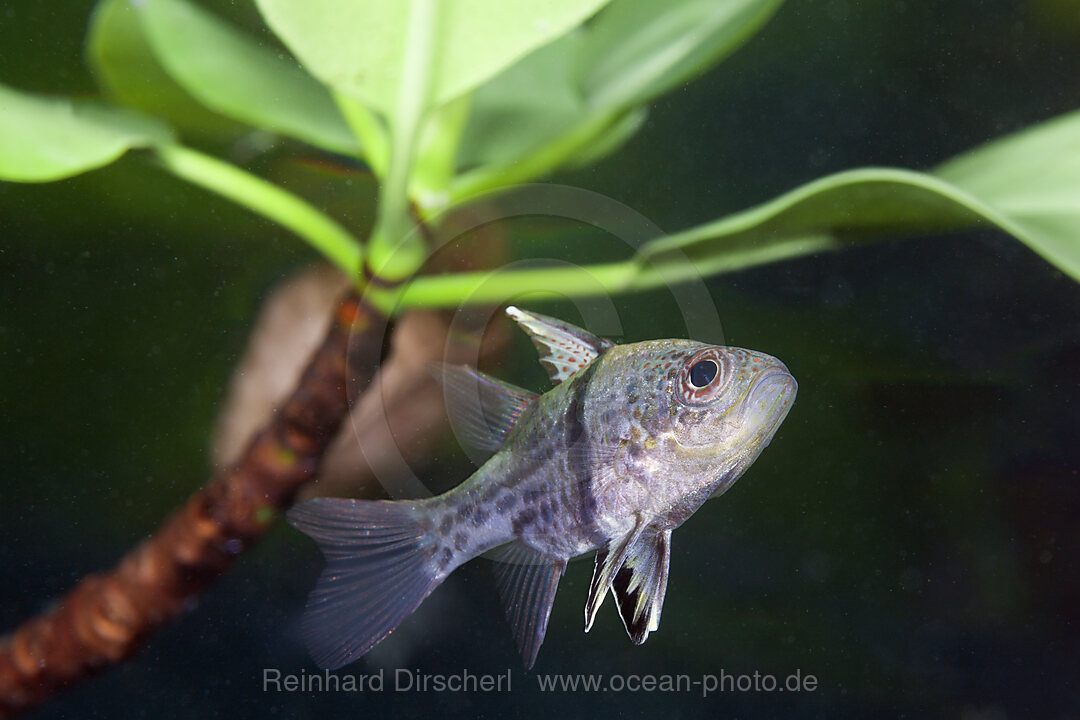 Orbiculated Cardinalfish, Sphaeramia orbicularis, Russell Islands, Solomon Islands