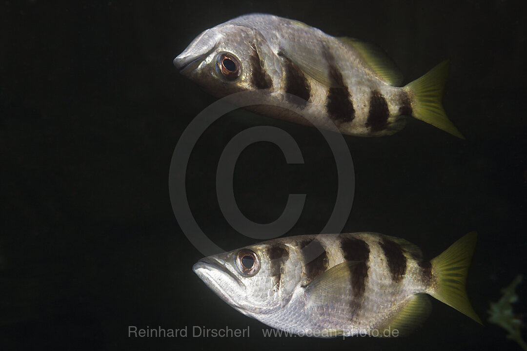 Banded Archerfish be reflected at Water Surface, Toxotes jaculatrix, Russell Islands, Solomon Islands