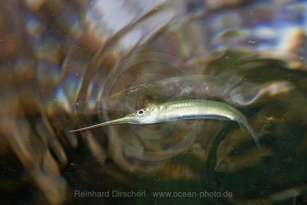 Dunkers Garfish, Zenarchopterus dunckeri, Russell Islands, Solomon Islands