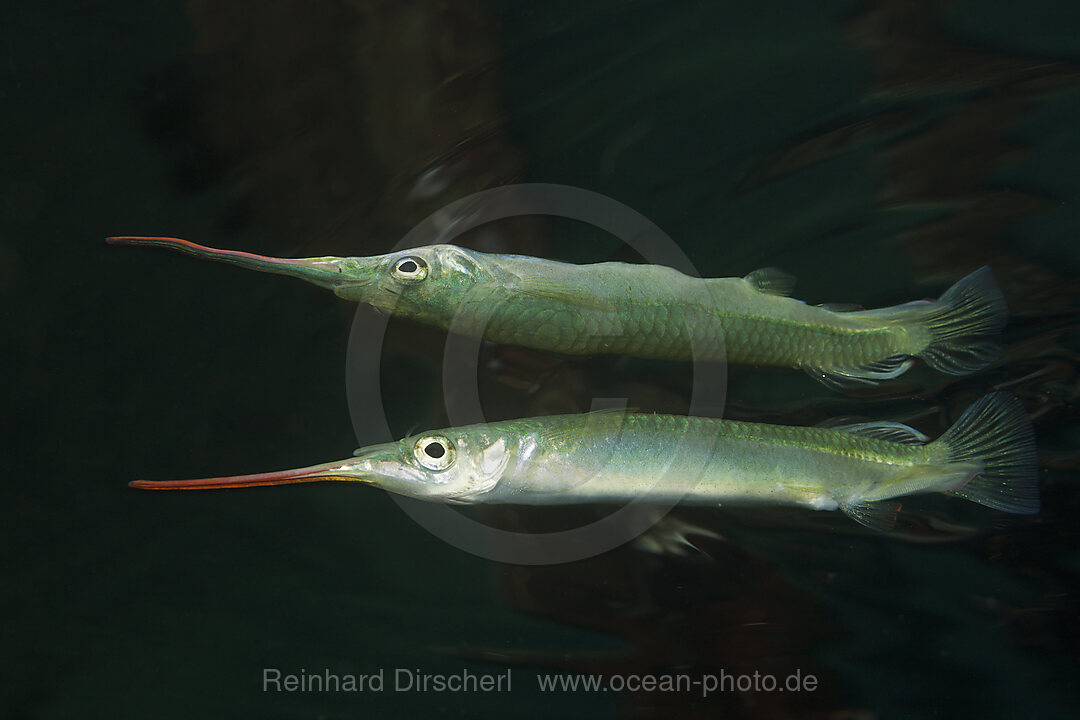 Dunkers Garfish, Zenarchopterus dunckeri, Russell Islands, Solomon Islands