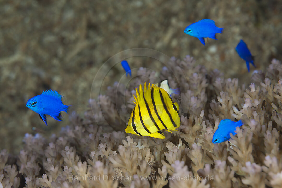 Juveniler Achtbinden-Falterfish und blaue Saphir-Demoisellen, Chaetodon octofasciatus, Chrysiptera cyanea, Russell-Inseln, Salomonen