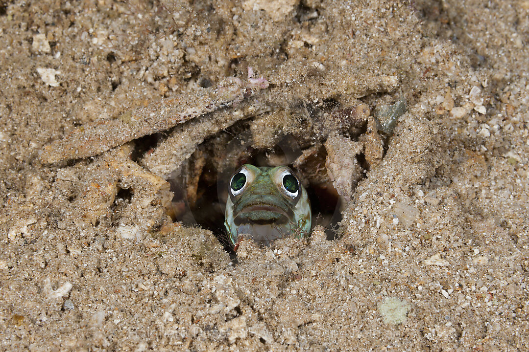 Brunnenbauer Kieferfisch, Opistognathus sp., Russell-Inseln, Salomonen