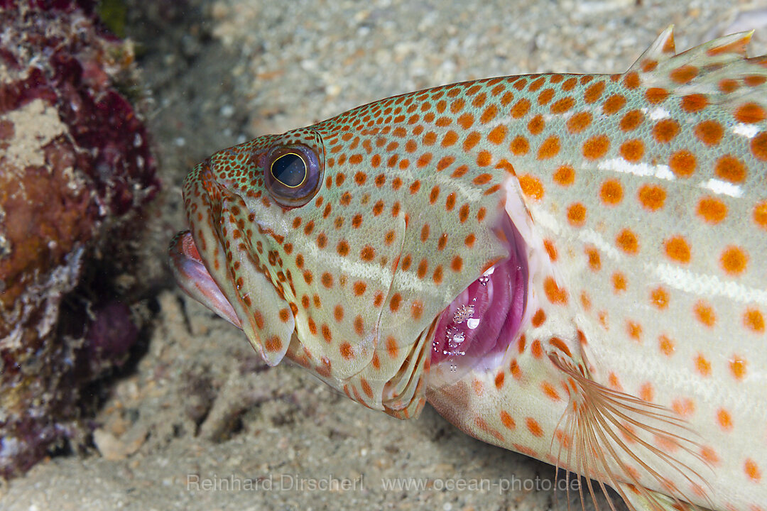 Spitzkopf-Zackenbarsch wird von Garnele geputzt, Anyperodon leucogrammicus, Russell-Inseln, Salomonen