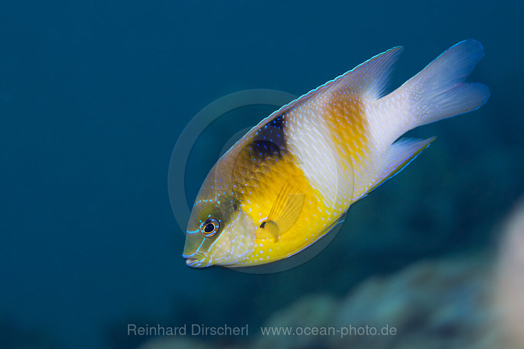 Honey-head Damsel, Dischistodus prosopotaenia, Russell Islands, Solomon Islands