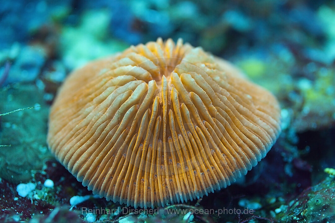 Fluoreszierende Pilzkoralle, Fungia fungites, Florida Islands, Salomonen