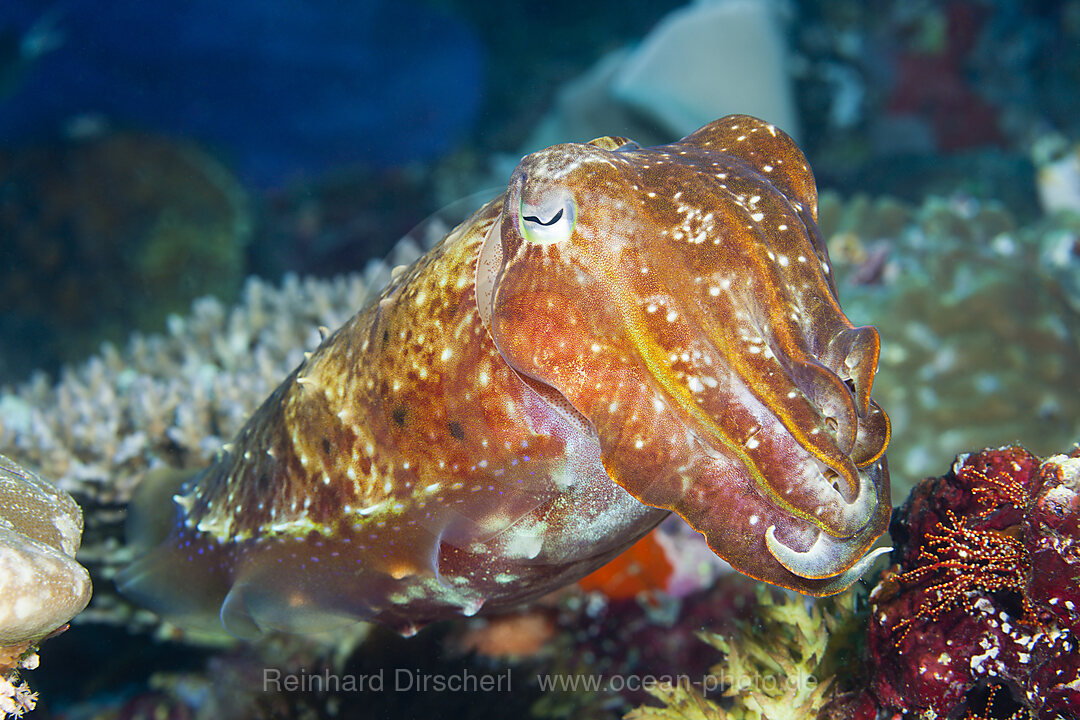 Breitkeulen-Sepie, Sepia latimanus, Florida Islands, Salomonen