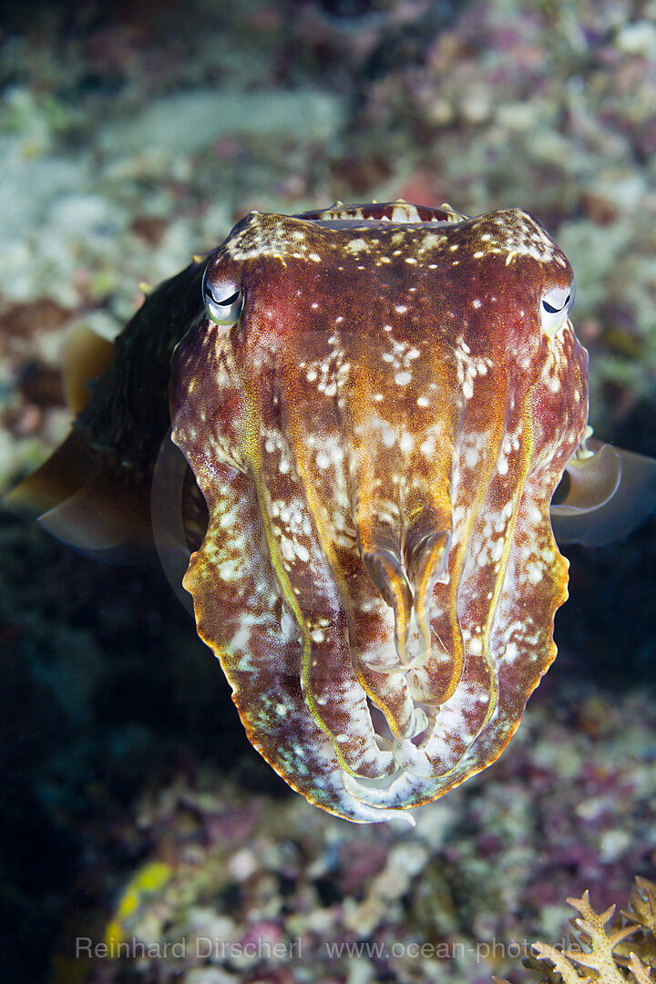 Breitkeulen-Sepie, Sepia latimanus, Florida Islands, Salomonen