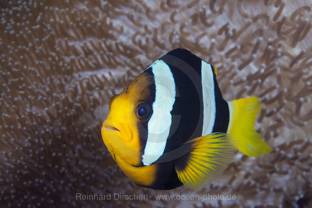 Clarks Anemonefish, Amphiprion clarkii, Florida Islands, Solomon Islands